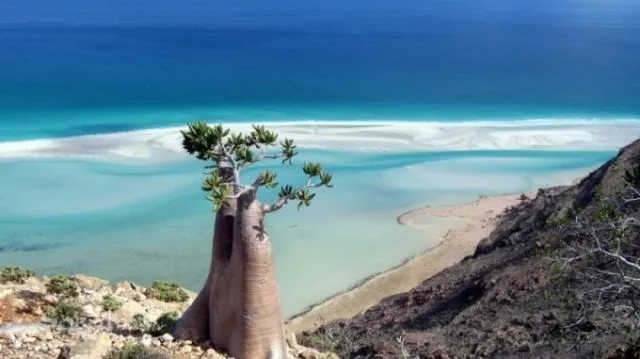 Keindahan yang Berbalut Misteri di Pulau Socotra. Dijuluki Pulau Alien, Konon Dajjal Dikurung di Pulau Ini! 5
