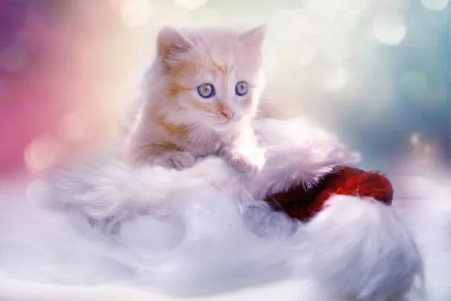 kitten