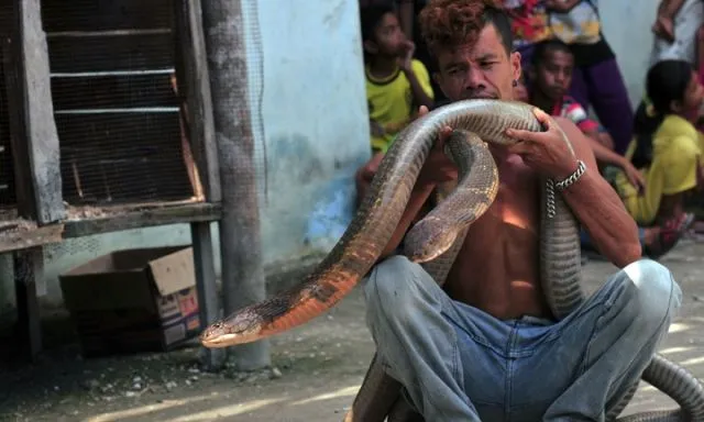 Saking Kebalnya, Gigitan Ular King Kobra Paling Cuma Bikin Cowok Ini Demam. Kok Bisa Ya? 8