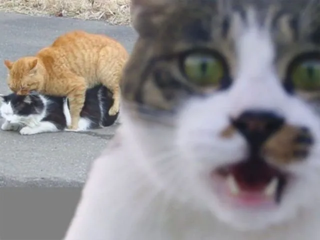 15 Foto Momen Rusak Gara-gara Kucing yang Haus Eksistensi, Caper Berat Ya Hewan Satu Ini 26