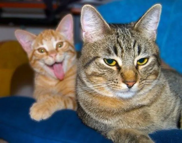 15 Foto Momen Rusak Gara-gara Kucing yang Haus Eksistensi, Caper Berat Ya Hewan Satu Ini 27