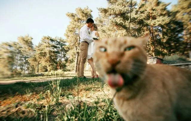 15 Foto Momen Rusak Gara-gara Kucing yang Haus Eksistensi, Caper Berat Ya Hewan Satu Ini 22