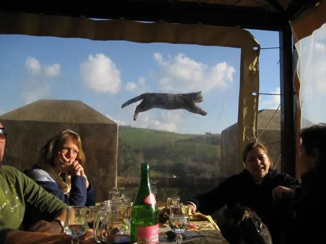 15 Foto Momen Rusak Gara-gara Kucing yang Haus Eksistensi, Caper Berat Ya Hewan Satu Ini 23