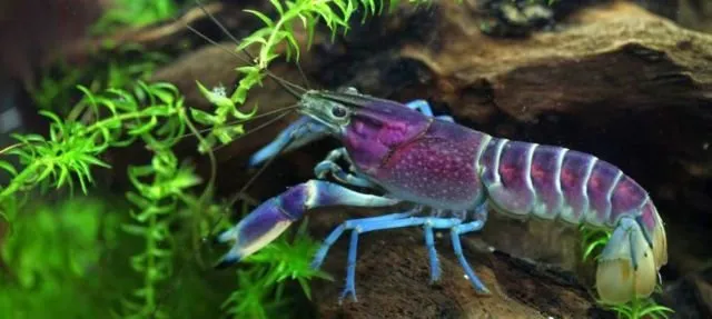 Menakjubkan! Bumi Emang Simpan Sejuta Misteri, 11 Hewan yang Jarang Dilihat Manusia Ini Indah Banget 13