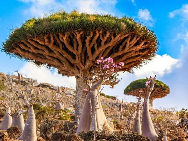 Keindahan yang Berbalut Misteri di Pulau Socotra. Dijuluki Pulau Alien, Konon Dajjal Dikurung di Pulau Ini! 6
