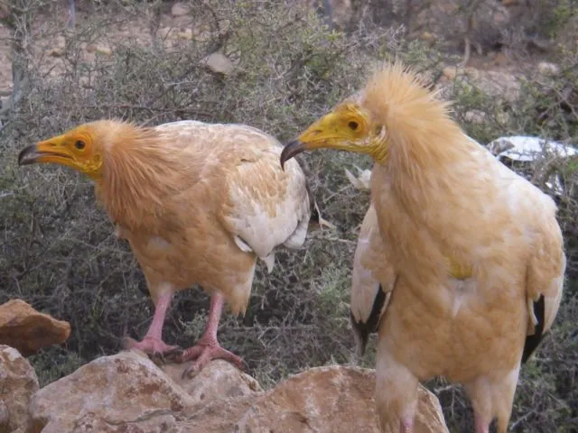 Keindahan yang Berbalut Misteri di Pulau Socotra. Dijuluki Pulau Alien, Konon Dajjal Dikurung di Pulau Ini! 7