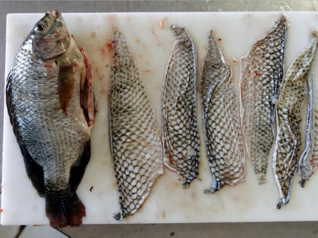 Dunia Kedokteran Punya Teknik Baru Obati Luka Bakar. Bukan Salep atau Obat Khusus, Tapi Kulit Ikan! 8
