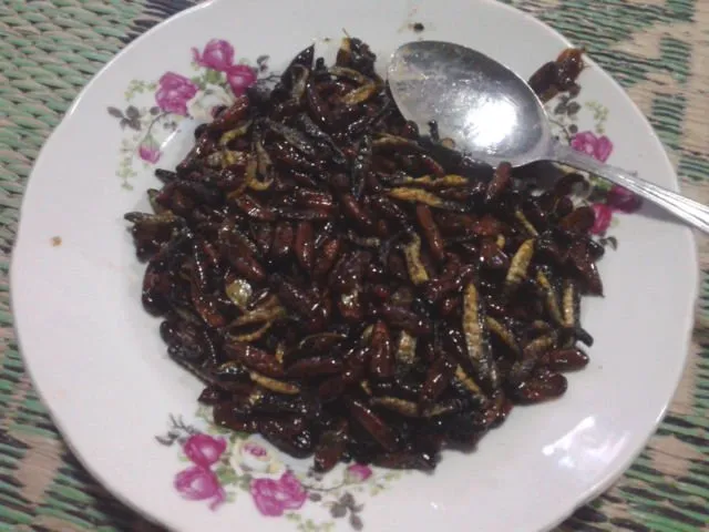 Ini 9 Alasan Manusia Harus Mulai Lebih Sering Makan Serangga! Ini Semua Demi Kebaikan Alam 18
