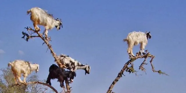 Ada Kambing Pemanjat Pohon Sampai Hewan yang Bisa Hidup di Luar Angkasa, 7 Hewan Ini Unik Luar Biasa 6