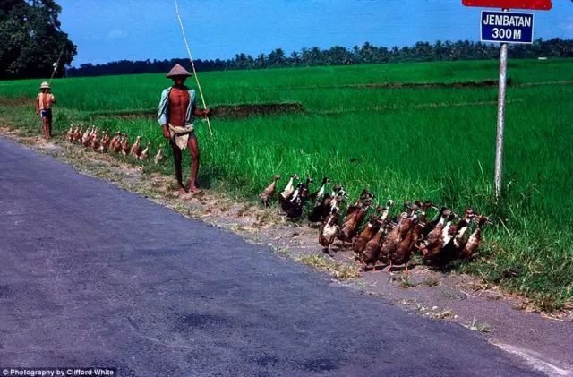Parade Foto Bali Tempo Doeloe Sebelum Dipenuhi Wisatawan. Wah Adem Banget ya Suasananya! 27