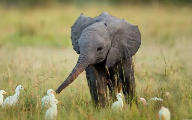 15 Perilaku Bayi Gajah yang Gemesin Abis. Sesekali Berliburlah Untuk Mengunjungi Satwa Unyu Macam Ini! 16