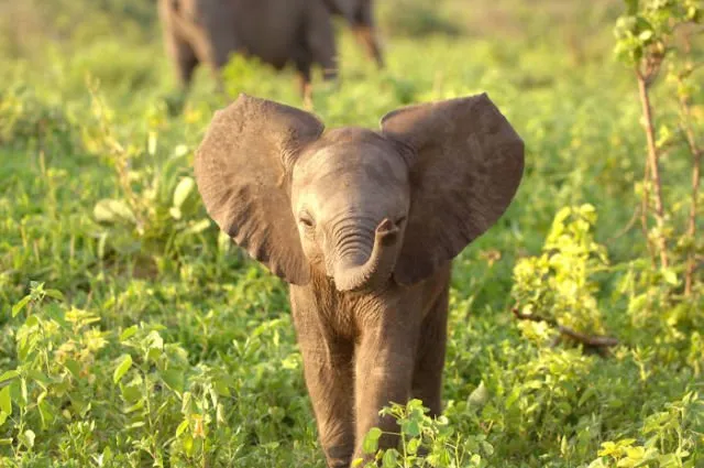 15 Perilaku Bayi Gajah yang Gemesin Abis. Sesekali Berliburlah Untuk Mengunjungi Satwa Unyu Macam Ini! 26