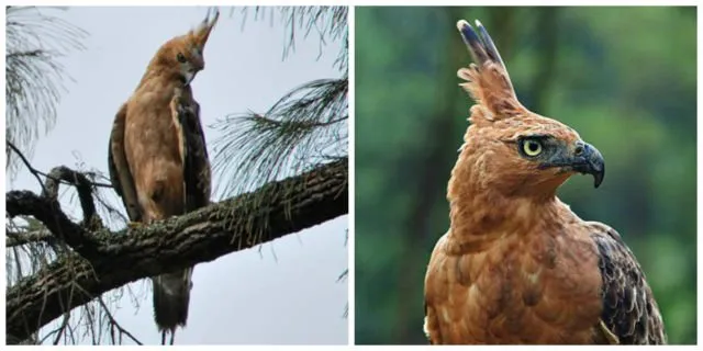 Terkenal Sebagai Lambang Negara & Simbol Pancasila, 5 Fakta Burung Garuda Ini Banyak yang Belum Tahu 8