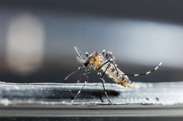 12 Foto Korban Zika Ini Sungguh Memilukan. Meski Situasi Darurat Sudah Lewat, Tetap Perlu Waspada 14