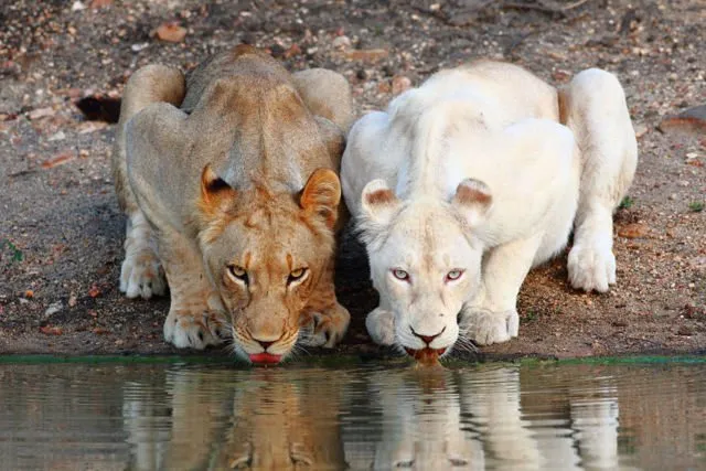 Kisah Sedih Orang Albino di Afrika, Diburu dan Dibunuh Karena Keunikannya. Ini 8 Faktanya 10