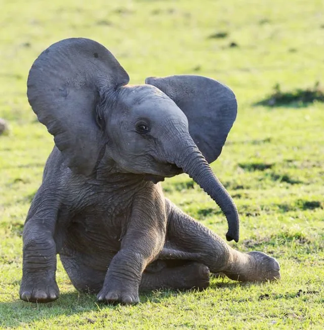 15 Perilaku Bayi Gajah yang Gemesin Abis. Sesekali Berliburlah Untuk Mengunjungi Satwa Unyu Macam Ini! 27