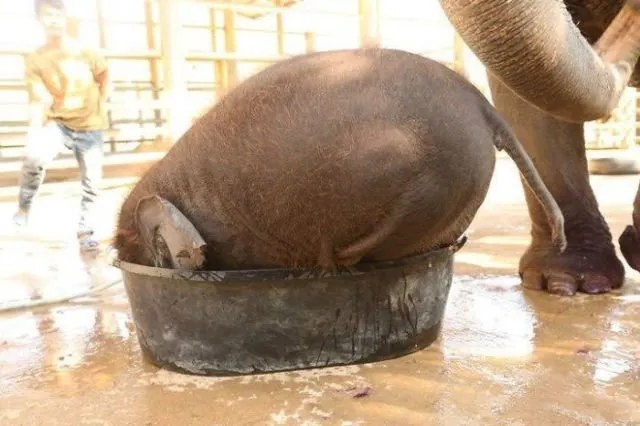 15 Perilaku Bayi Gajah yang Gemesin Abis. Sesekali Berliburlah Untuk Mengunjungi Satwa Unyu Macam Ini! 20