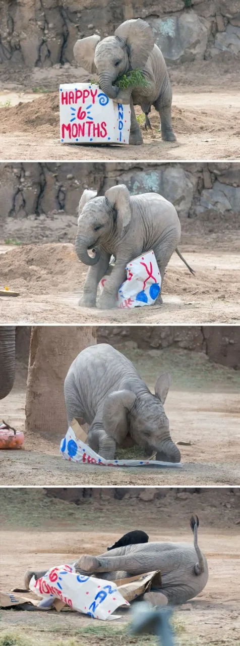 15 Perilaku Bayi Gajah yang Gemesin Abis. Sesekali Berliburlah Untuk Mengunjungi Satwa Unyu Macam Ini! 23