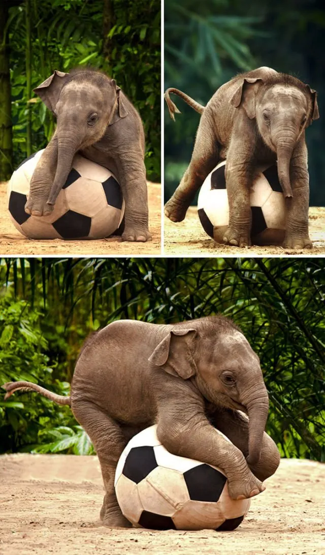 15 Perilaku Bayi Gajah yang Gemesin Abis. Sesekali Berliburlah Untuk Mengunjungi Satwa Unyu Macam Ini! 24