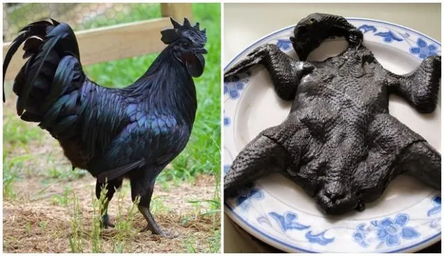 6 Fakta Unik Ayam Cemani, Ayam Hitam Legam yang Popularitasnya Sudah Diakui Dunia 7