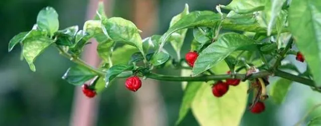 Cabai Nafas Naga Dinobatkan Jadi Cabai Terpedas di Dunia, Eh Tapi Jangan Dimakan, Pedasnya Mematikan! 7