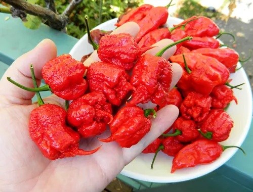 Cabai Nafas Naga Dinobatkan Jadi Cabai Terpedas di Dunia, Eh Tapi Jangan Dimakan, Pedasnya Mematikan! 8