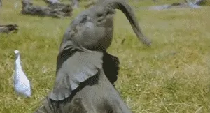 15 Perilaku Bayi Gajah yang Gemesin Abis. Sesekali Berliburlah Untuk Mengunjungi Satwa Unyu Macam Ini! 22