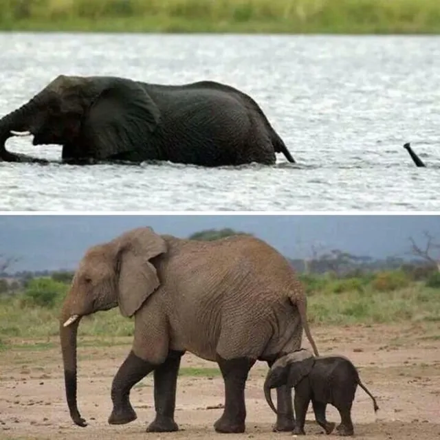 15 Perilaku Bayi Gajah yang Gemesin Abis. Sesekali Berliburlah Untuk Mengunjungi Satwa Unyu Macam Ini! 15