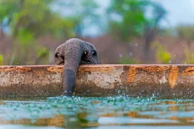 15 Perilaku Bayi Gajah yang Gemesin Abis. Sesekali Berliburlah Untuk Mengunjungi Satwa Unyu Macam Ini! 21
