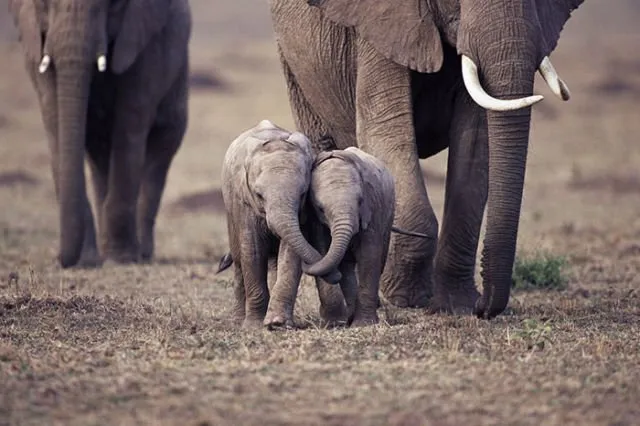 15 Perilaku Bayi Gajah yang Gemesin Abis. Sesekali Berliburlah Untuk Mengunjungi Satwa Unyu Macam Ini! 17