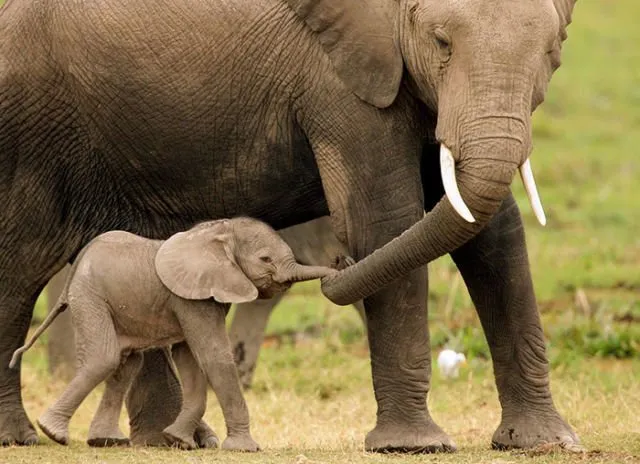 15 Perilaku Bayi Gajah yang Gemesin Abis. Sesekali Berliburlah Untuk Mengunjungi Satwa Unyu Macam Ini! 25