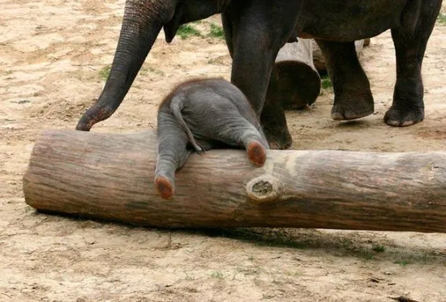15 Perilaku Bayi Gajah yang Gemesin Abis. Sesekali Berliburlah Untuk Mengunjungi Satwa Unyu Macam Ini! 18