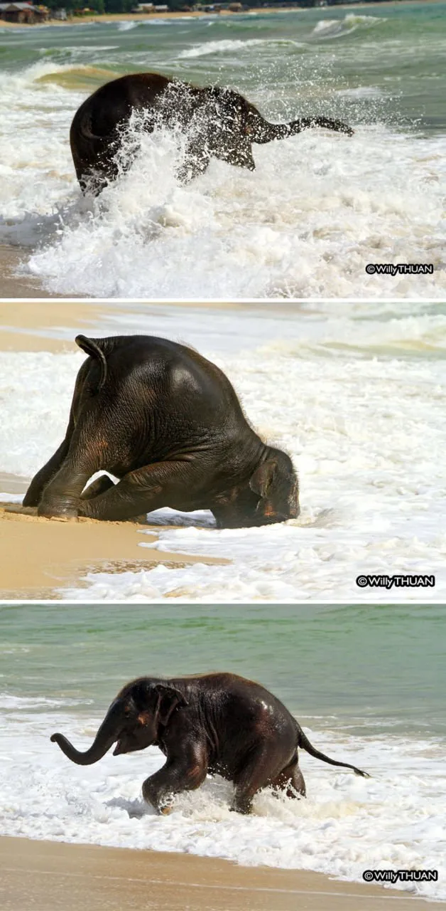 15 Perilaku Bayi Gajah yang Gemesin Abis. Sesekali Berliburlah Untuk Mengunjungi Satwa Unyu Macam Ini! 19