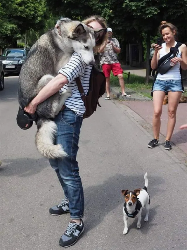 15 Foto Ini Bikin Nyesel Pernah Takut Sama Anjing, Ternyata Mereka Lebih Penakut… dan Lebay 17