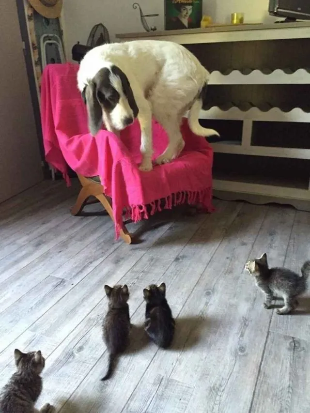 15 Foto Ini Bikin Nyesel Pernah Takut Sama Anjing, Ternyata Mereka Lebih Penakut… dan Lebay 19