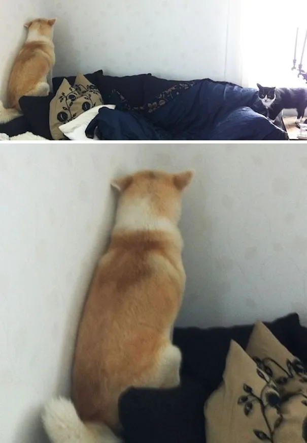 15 Foto Ini Bikin Nyesel Pernah Takut Sama Anjing, Ternyata Mereka Lebih Penakut… dan Lebay 21