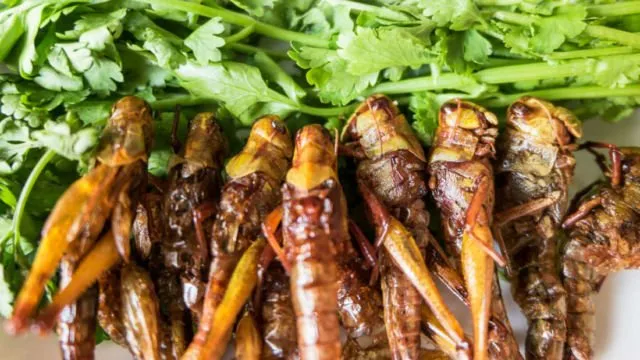 Ini 9 Alasan Manusia Harus Mulai Lebih Sering Makan Serangga! Ini Semua Demi Kebaikan Alam 17