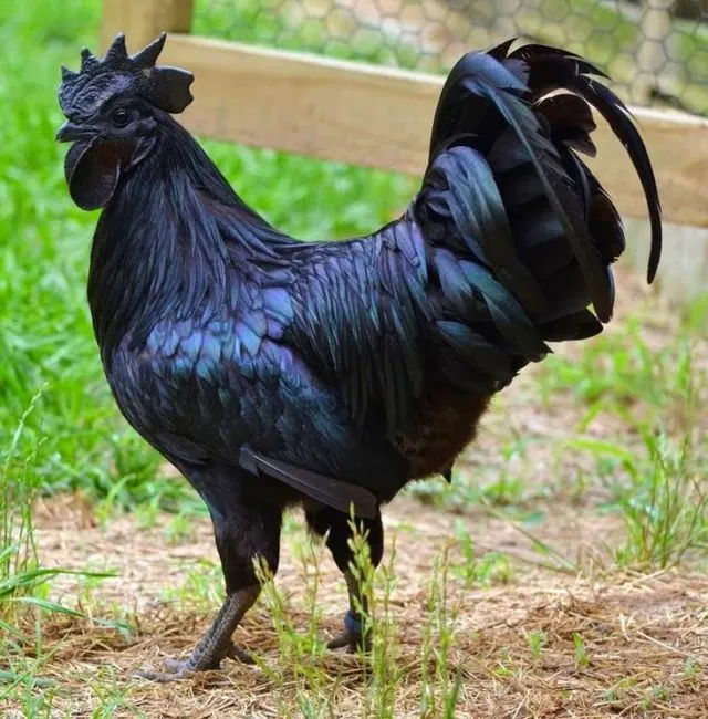 6 Fakta Unik Ayam Cemani, Ayam Hitam Legam yang Popularitasnya Sudah Diakui Dunia 12