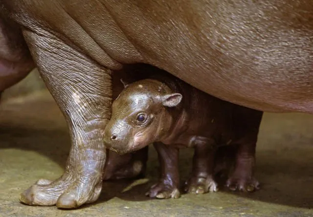 Pernah Kepikiran Kalau Bayi Kuda Nil Bisa Seimut Ini? Nggak Kalah dengan Hewan Peliharaanmu di Rumah 20