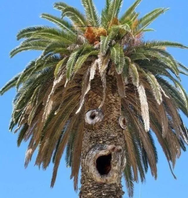 15 Foto Ini Bikin Kamu Berimajinasi Sendiri? Itulah yang Namanya Pareidolia, Sering Terjadi ‘Kan? 23