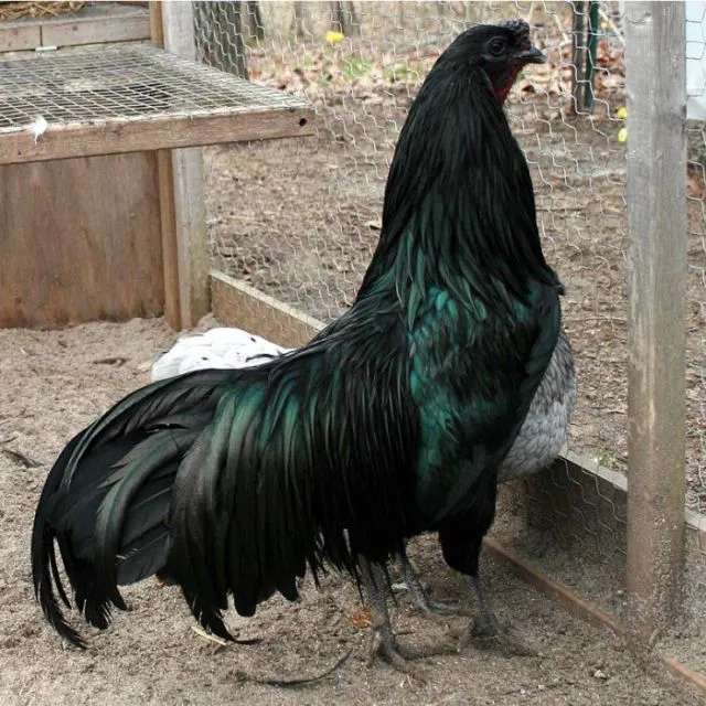 6 Fakta Unik Ayam Cemani, Ayam Hitam Legam yang Popularitasnya Sudah Diakui Dunia 10