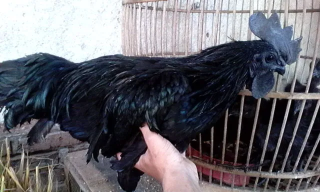 6 Fakta Unik Ayam Cemani, Ayam Hitam Legam yang Popularitasnya Sudah Diakui Dunia 8