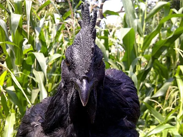 6 Fakta Unik Ayam Cemani, Ayam Hitam Legam yang Popularitasnya Sudah Diakui Dunia 9