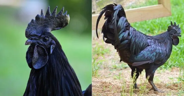6 Fakta Unik Ayam Cemani, Ayam Hitam Legam yang Popularitasnya Sudah Diakui Dunia 11