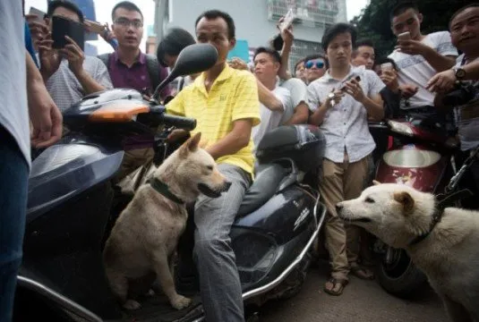 Polemik Daging Anjing Terus Bergulir. Mau di Bali atau Cina, Hewan Peliharaan Ini Dianggap Ternak 11
