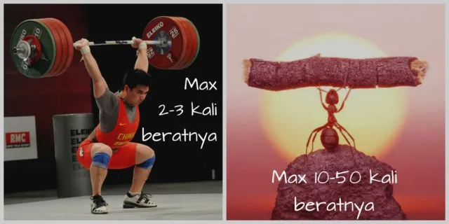 Manusia Jangan Sok Bangga, Nyatanya Kita Kalah Lho Sama Hewan & Komputer di 6 Pertandingan Ini 10