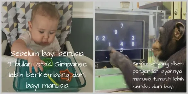 Manusia Jangan Sok Bangga, Nyatanya Kita Kalah Lho Sama Hewan & Komputer di 6 Pertandingan Ini 11