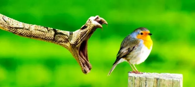 15 Foto Menakjubkan yang Diambil Dalam Momen yang Sangat Tepat! Keren Banget Sih Ini 24