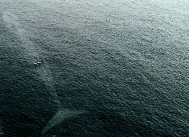 15 Foto yang Akan Membuatmu Berpikir Dua Kali Untuk Berenang Di Laut. Ngeri Juga ya Ternyata! 26