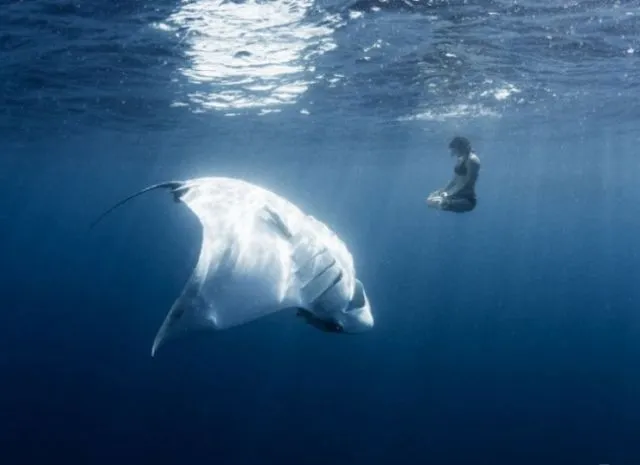 15 Foto yang Akan Membuatmu Berpikir Dua Kali Untuk Berenang Di Laut. Ngeri Juga ya Ternyata! 22
